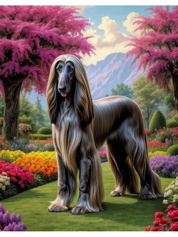 Afghan Hound Dog 1