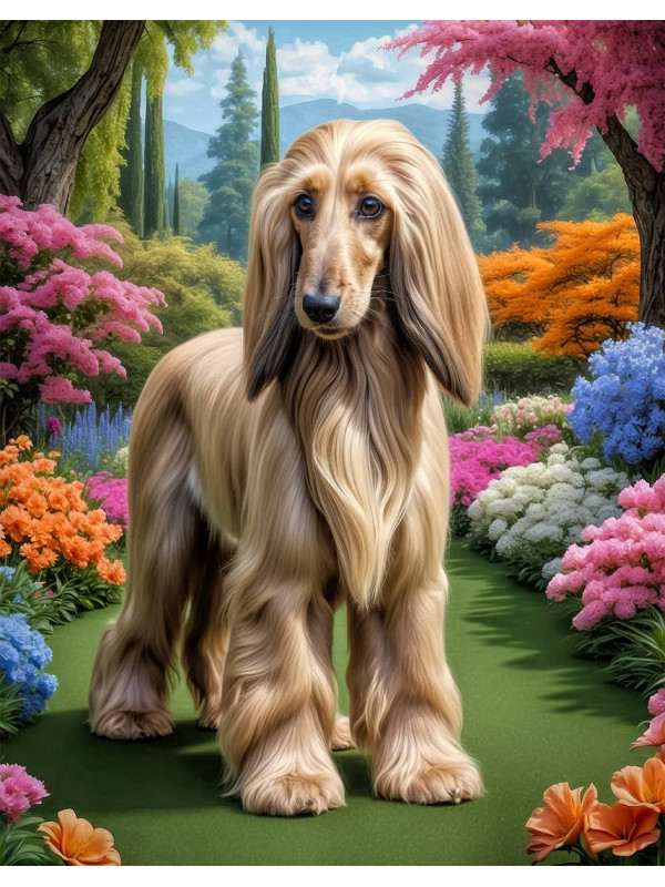 Afghan Hound Dog 1