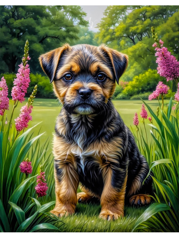 Border Terrier Dog Portrait Paintings