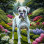 Boxer Dog Portrait Paintings