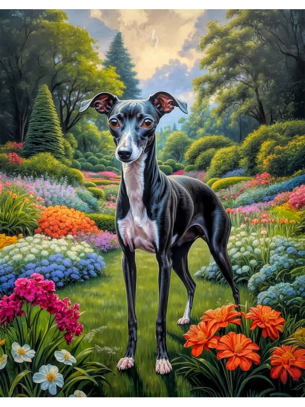 Italian Greyhound Portrait Paintings