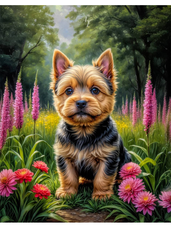 Norwich Terrier Puppy Portrait Paintings