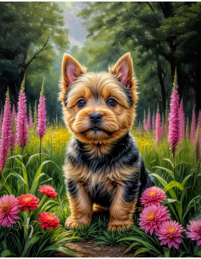 Norwich Terrier Puppy Portrait Paintings