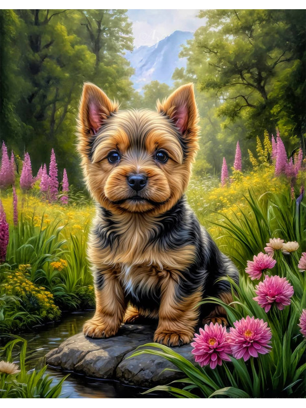 Norwich Terrier Puppy Portrait Paintings