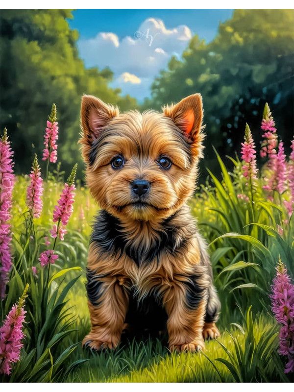 Norwich Terrier Puppy Portrait Paintings