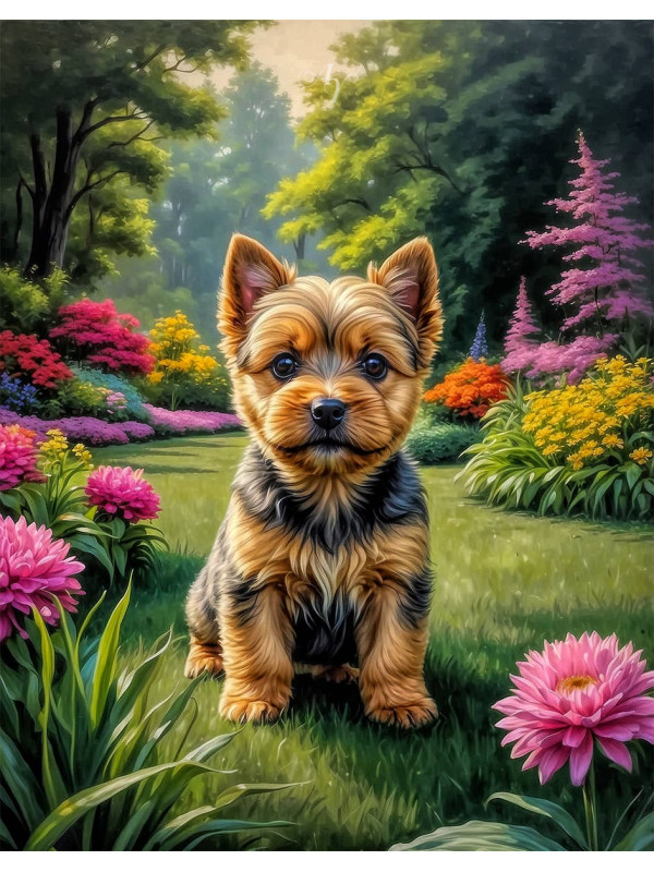 Norwich Terrier Puppy Portrait Paintings