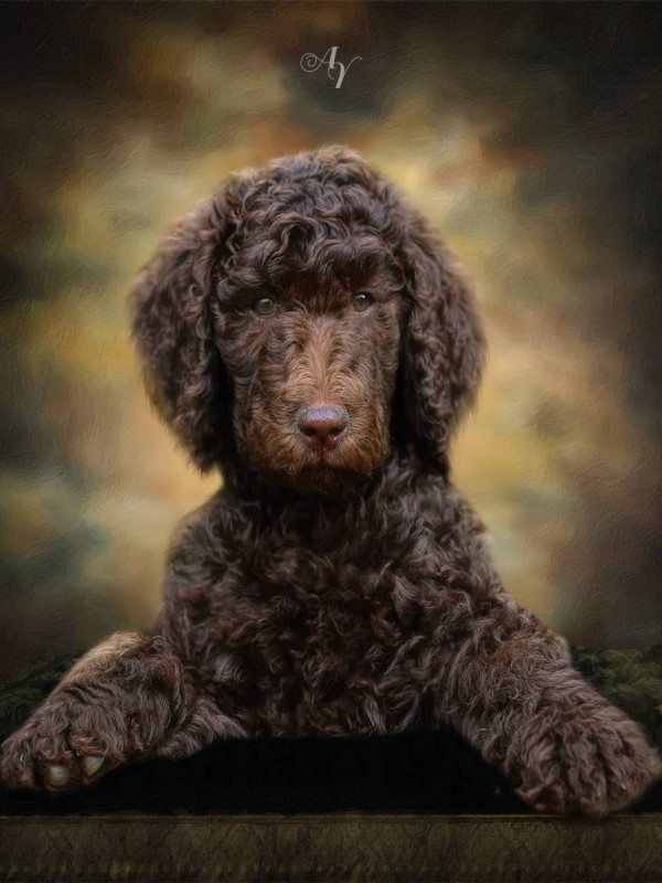 Classic All Pet Customized Photo Paintings