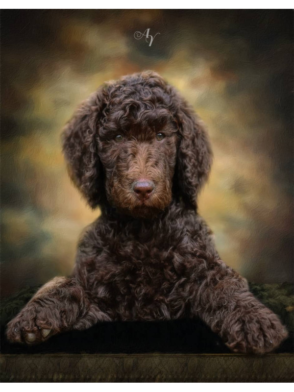 Classic All Pet Customized Photo Paintings