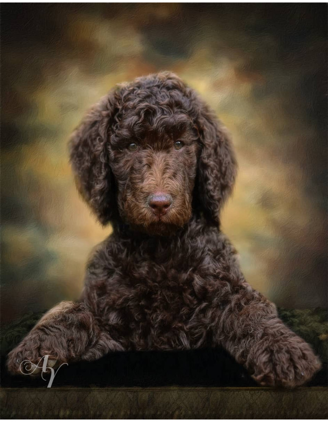 Classic All Pet Customized Photo Paintings