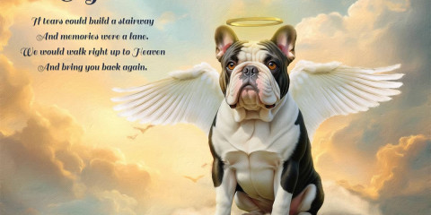 Lost Pets Rainbow Bridge Custom Portraits