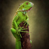 Classic All Pet Customized Photo Paintings