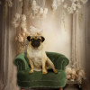 Victorian Classic Studio Pet Customized Photo Paintings