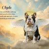 Heavens Glow Pet Memorial Customized Photo Paintings