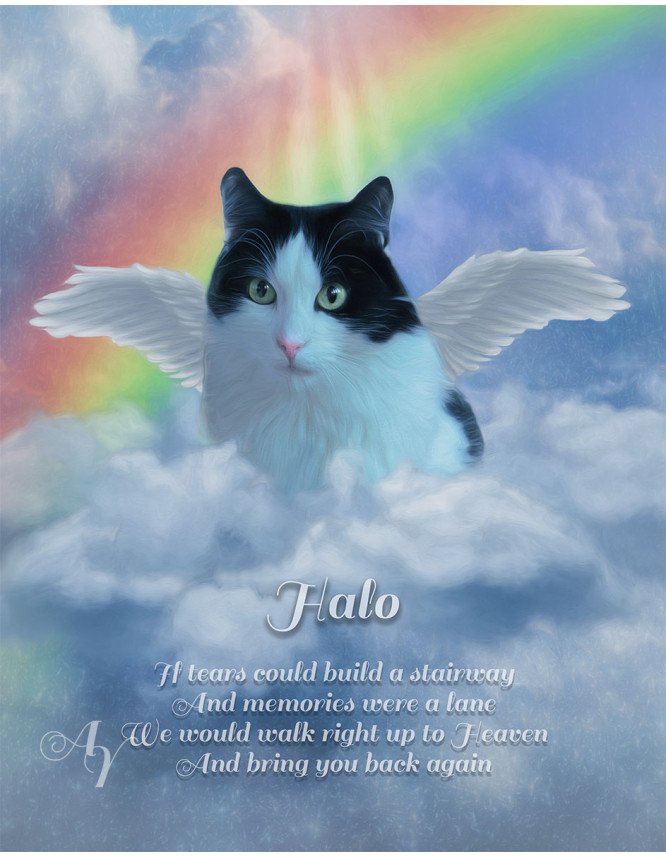 Angel Wings Pet Memorial Customized Photo Paintings Angel Wings Pet Memorial Customized Photo Paintings