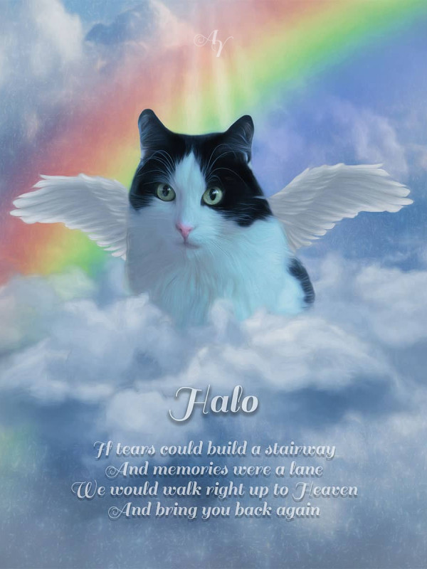 Angel Wings Pet Memorial Customized Photo Paintings