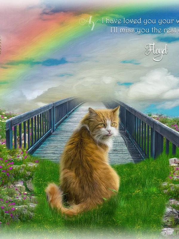 Sky Rainbow Bridge Pet Memorial Customized Photo Paintings