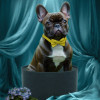 Victorian Veils Pet Customized Photo Paintings