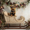 Victorian Studio Sleigh Pet Customized Photo Paintings