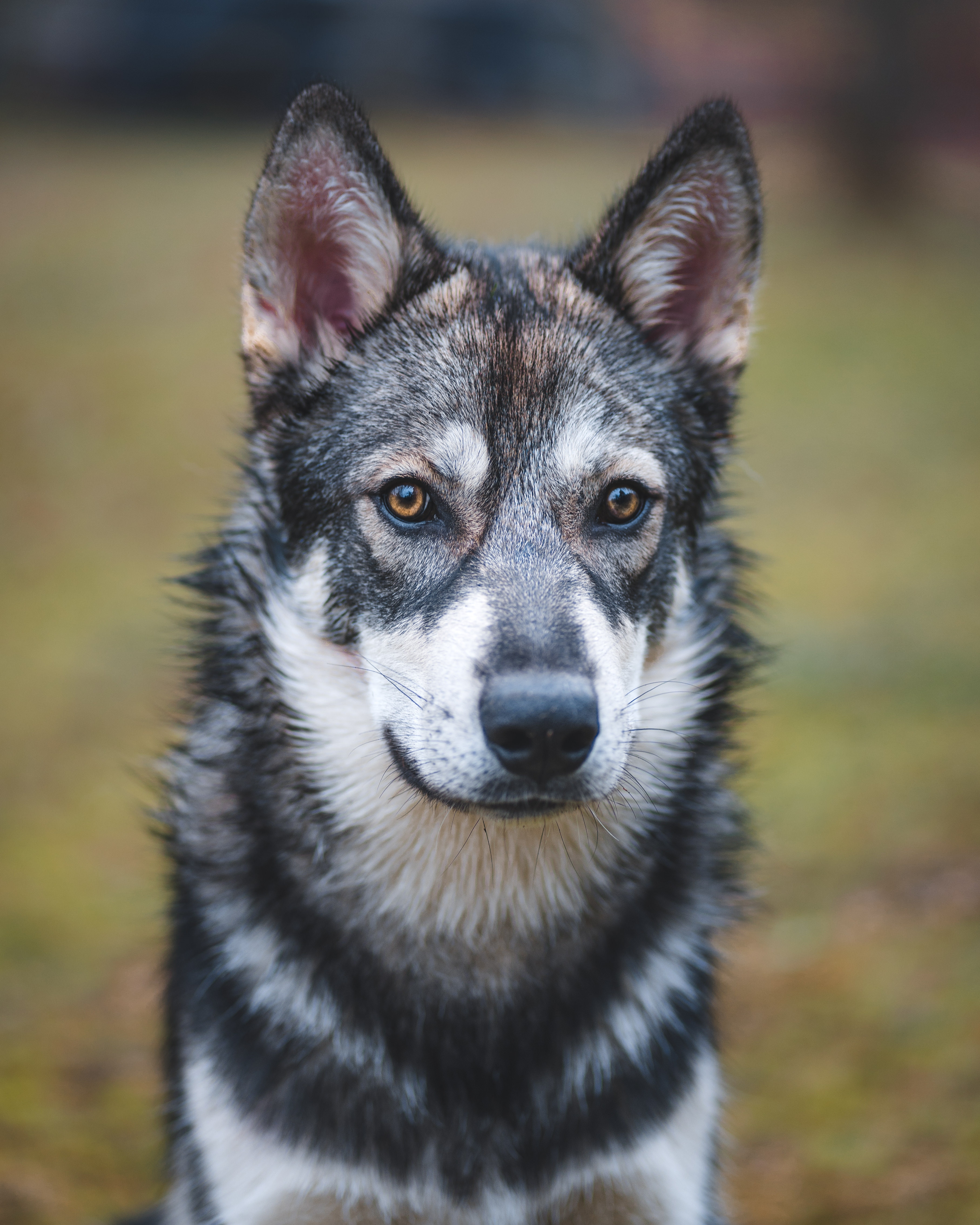 Photo of Dog