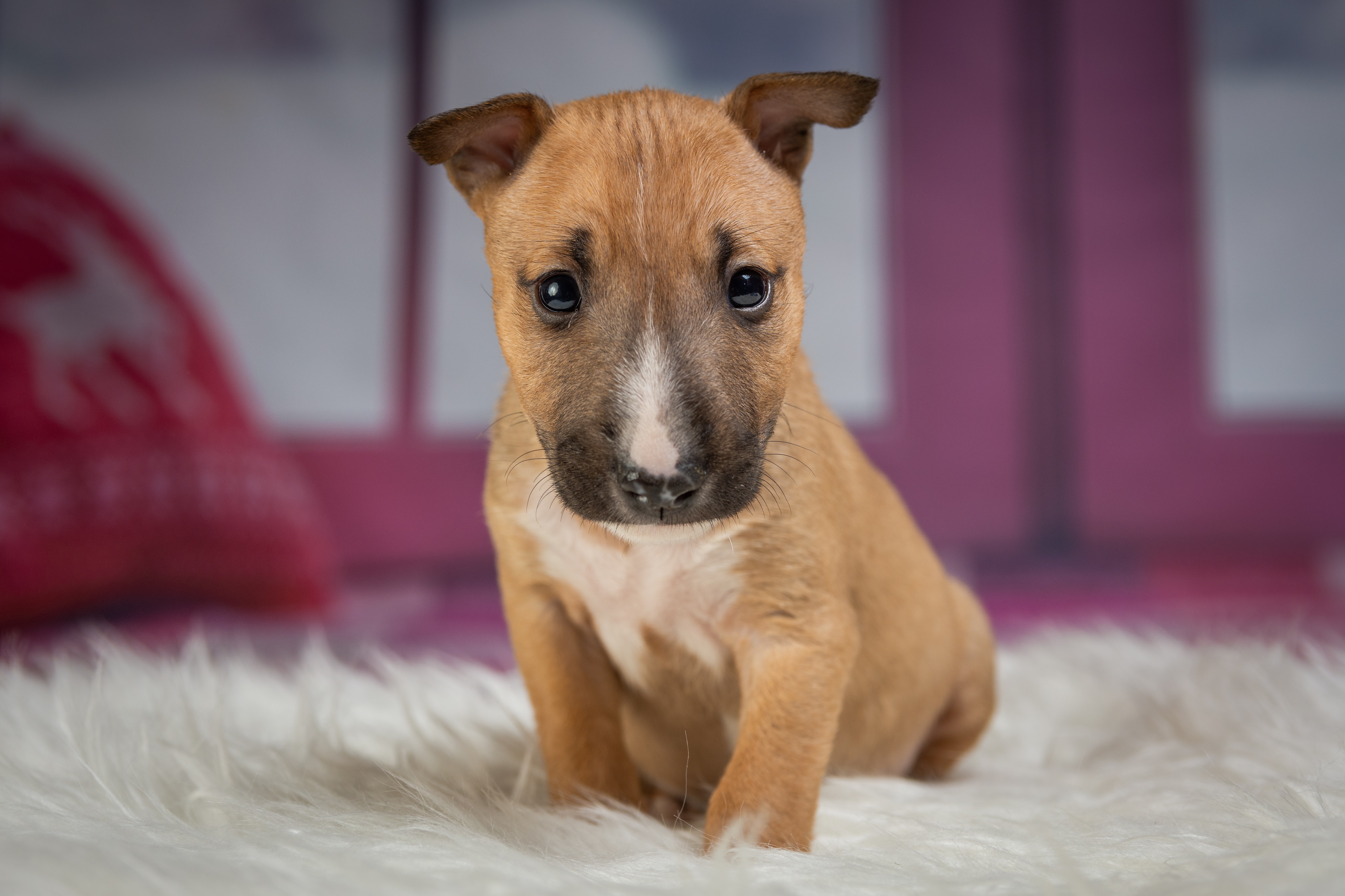 Photo of Puppy